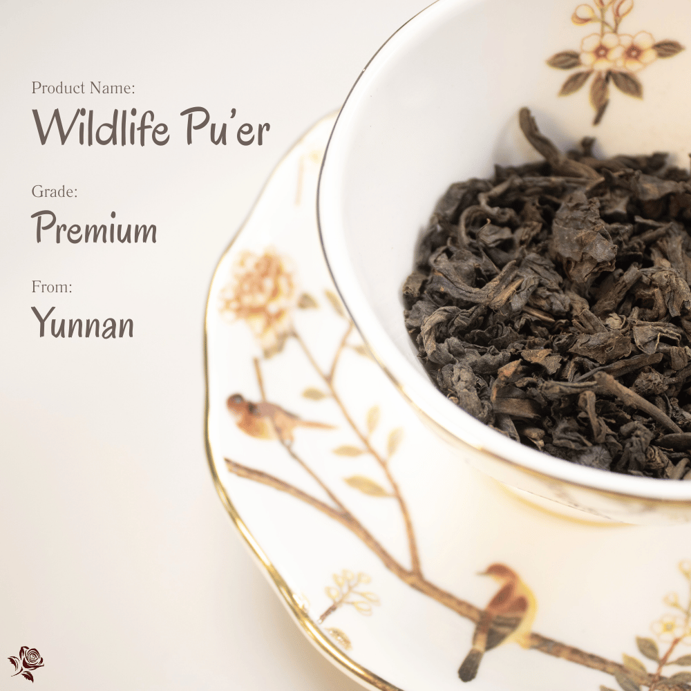野生普洱 Wildlife Pu’er Tea | 無界之香，山林之魂